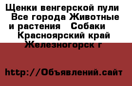 Щенки венгерской пули - Все города Животные и растения » Собаки   . Красноярский край,Железногорск г.